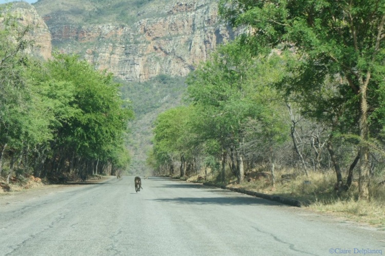 south-africa-roadtrip-monkey